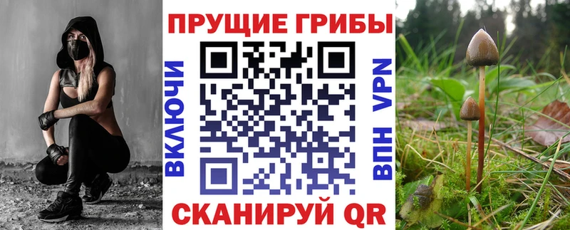 где продают   Болотное  Псилоцибиновые грибы Psilocybine cubensis 